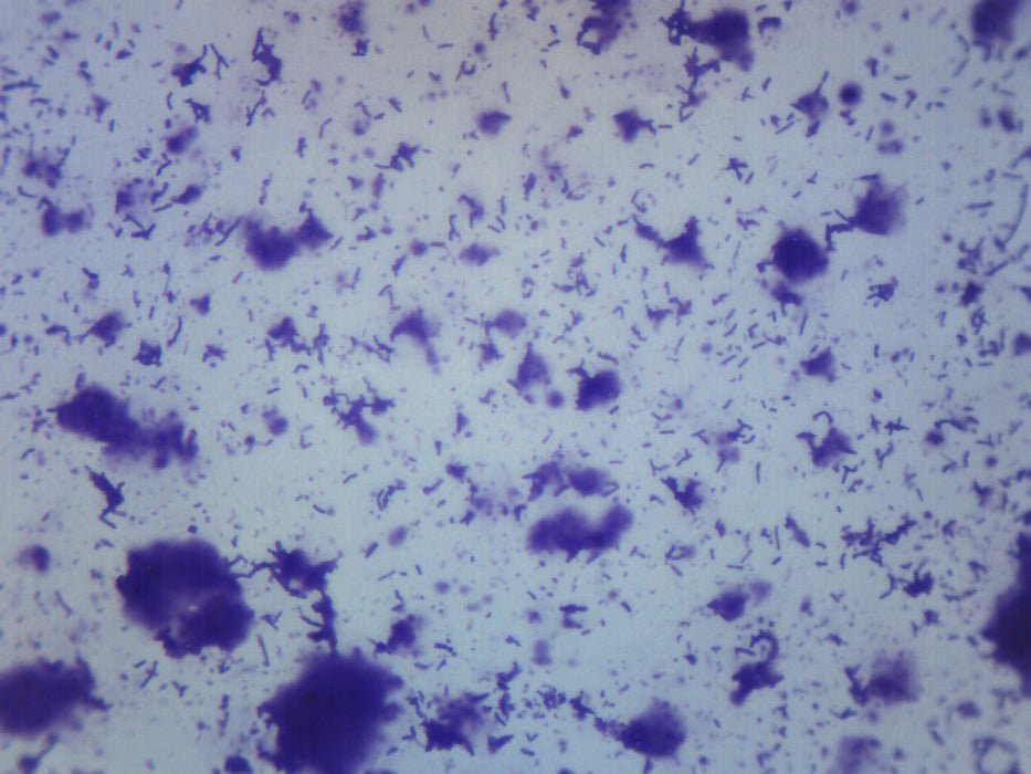 Mouth Bacteria Under Microscope