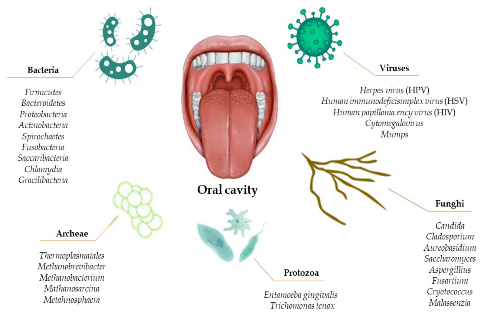 Oral Microbiome and Dental Health